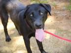 Adopt MARTELL a Labrador Retriever, Mixed Breed