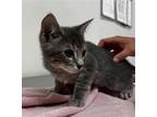 Adopt ASTRO - NOVA a Domestic Short Hair