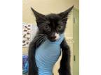 Adopt WYATT a Domestic Short Hair