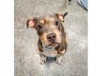 Adopt Mr. Buttons a Mixed Breed