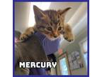 Adopt Mercury a Domestic Short Hair