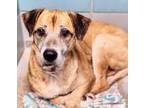 Adopt ASTRO a Labrador Retriever, Anatolian Shepherd