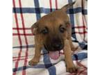 Adopt Sallys Midnights Pup: Mastermind a Black Labrador Retriever, Shepherd