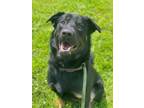 Adopt 2406-0936 Brutus (Off Site Foster) a German Shepherd Dog