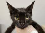 Adopt RAFE a Domestic Short Hair