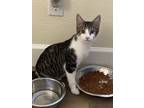 Adopt Stanley a Domestic Short Hair, Tabby