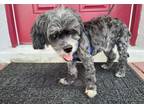 Adopt Panama a Yorkshire Terrier, Poodle