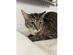 Adopt SASSY a Domestic Short Hair