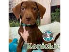 Adopt Kenickie Grease a Bluetick Coonhound, Weimaraner