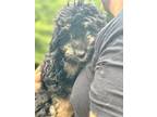 Adopt Cookie a Aussiedoodle
