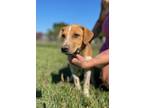 Adopt Legend a Mixed Breed, Labrador Retriever