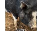 Adopt Pierre a Pig