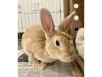 Adopt PENNY a Bunny Rabbit