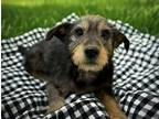 Adopt BOUDIN a Dachshund, Mixed Breed