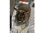 Adopt A2151248 a Bunny Rabbit