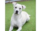 Adopt SASHA a Pit Bull Terrier