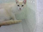 KYDEN Siamese Adult Male