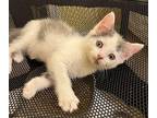 Biscuit Domestic Shorthair Kitten Male