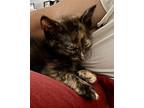 Chili Domestic Shorthair Kitten Female