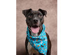 Adopt Nila a Pit Bull Terrier, Mixed Breed