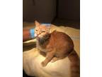 Adopt DAHLIA a Domestic Short Hair