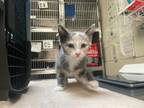 Adopt PEARL a Domestic Short Hair