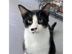 Adopt Marina a Domestic Short Hair