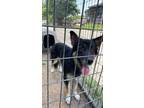 Adopt RIN a German Shepherd Dog, Mixed Breed