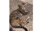 Adopt Rosie a Domestic Short Hair, Tabby