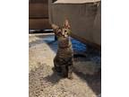 Adopt Rhonda a Domestic Short Hair, Tabby