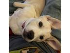 Adopt Stella a Yellow Labrador Retriever, Whippet