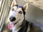 Adopt LEONARD a Siberian Husky