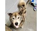 Adopt SNAP a Siberian Husky