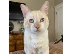 Adopt Senor Blanco a Siamese, Domestic Short Hair