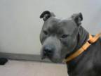 Adopt BLUE a Pit Bull Terrier