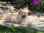 Adopt CODY a Yorkshire Terrier