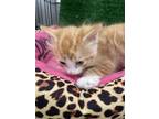 Adopt ORANGE BABY # 1 a Domestic Short Hair