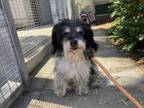 Adopt SWIMMY a Shih Tzu, Mixed Breed