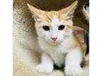 Adopt Caspar a Domestic Short Hair