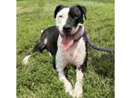 Adopt Steele a Mixed Breed