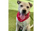 Adopt HERCULES a Dalmatian, Pit Bull Terrier