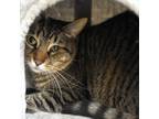 Adopt Little Foot a Domestic Short Hair