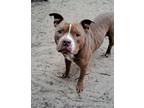 Adopt Toto a Pit Bull Terrier, Mixed Breed