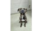 Adopt Norman a Pit Bull Terrier, Mixed Breed
