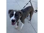 Adopt A719878 a American Staffordshire Terrier
