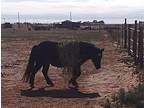 Samir, Pony - Other For Adoption In Anton, Texas