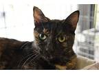 Kori, Domestic Shorthair For Adoption In Naples, Florida