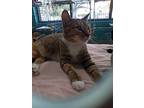 China Cat, American Shorthair For Adoption In Naples, Florida
