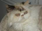 Minnie, Persian For Adoption In Naples, Florida