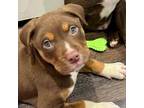 Adopt Wiley a American Staffordshire Terrier